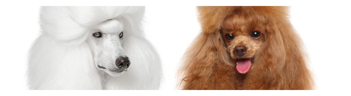 Cosmetic products for Poodle | Yuup.it