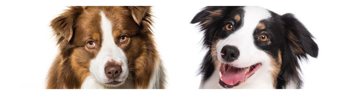Border Collie shampoo and hair products | Yuup.it