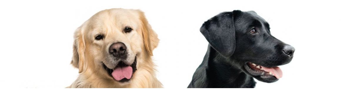 Shampoo per Golden Retriever e Labrador | Yuup.it