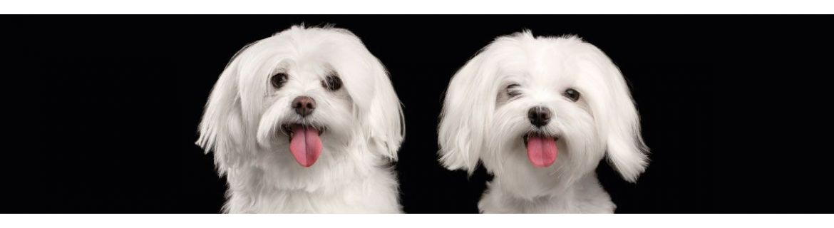 Shampoo per cane Maltese | Yuup.it