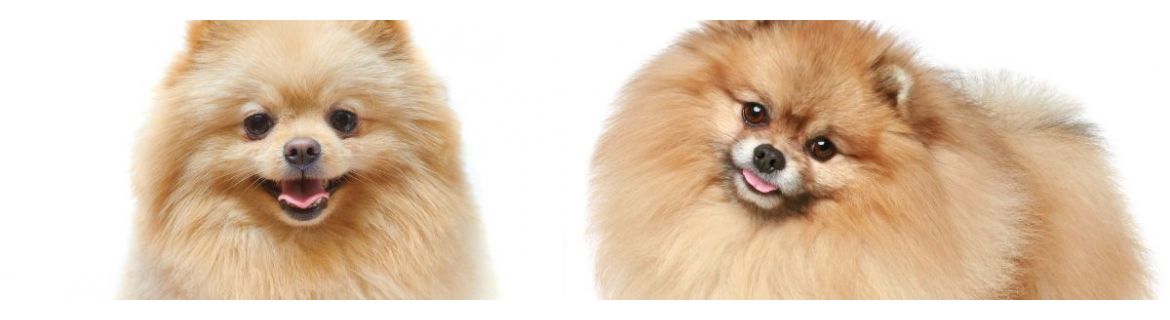 Pomeranian