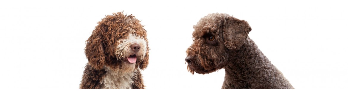 Shampoo Lagotto Romagnolo | Yuup.it