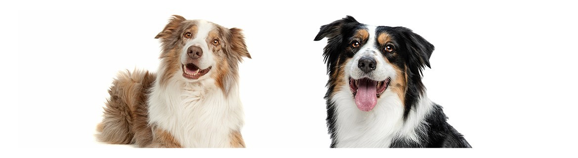 Best Shampoos for Australian Shepherd | Yuup.it