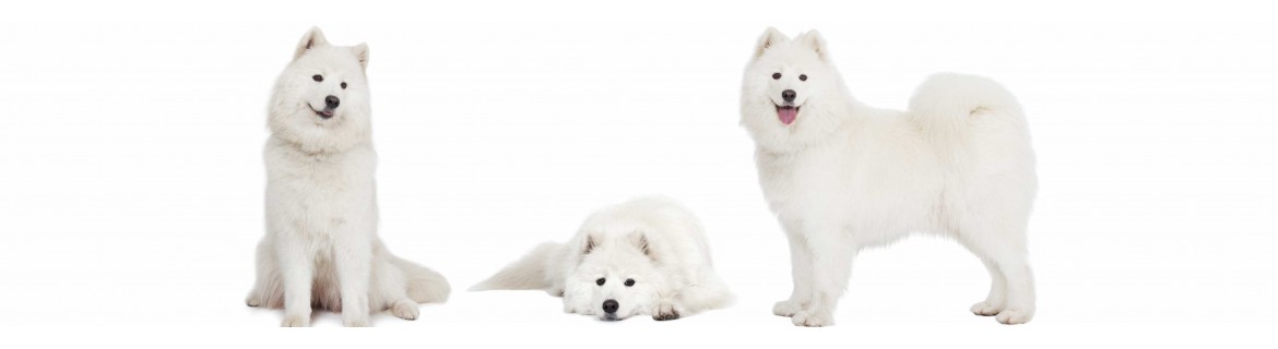 Samoyedo