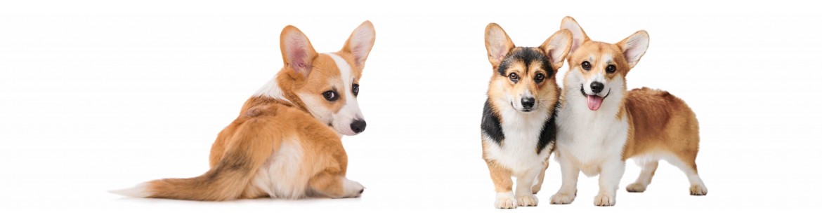 Corgi