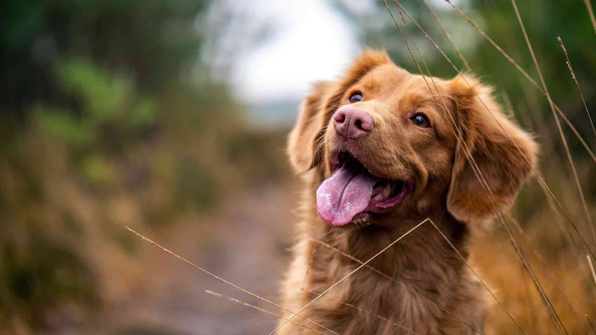 Il cane e il trattamento cosmesi