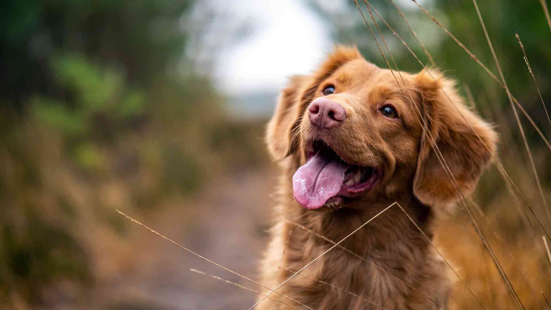 Il cane e il trattamento cosmesi