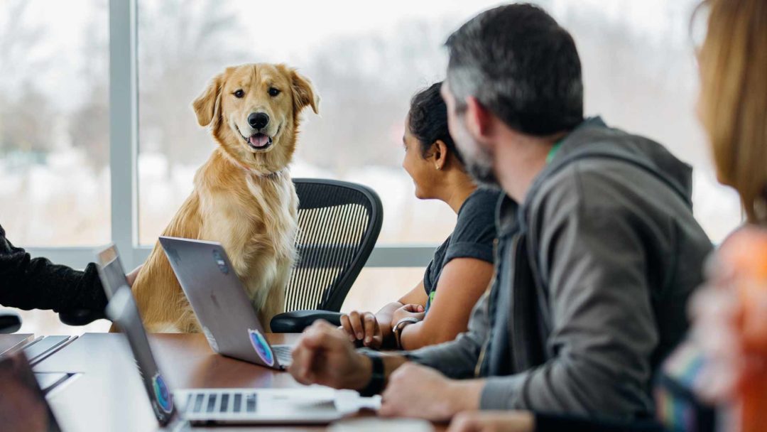 Cura del cane e lavoro