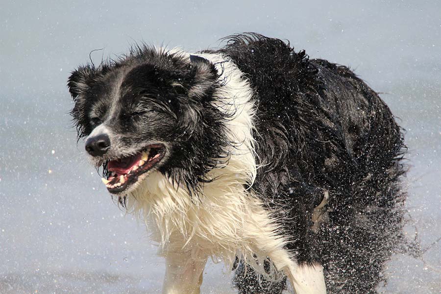 Fare il bagno del cane a casa