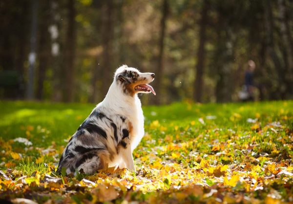 Cane libero e pulito da pulci e zecche