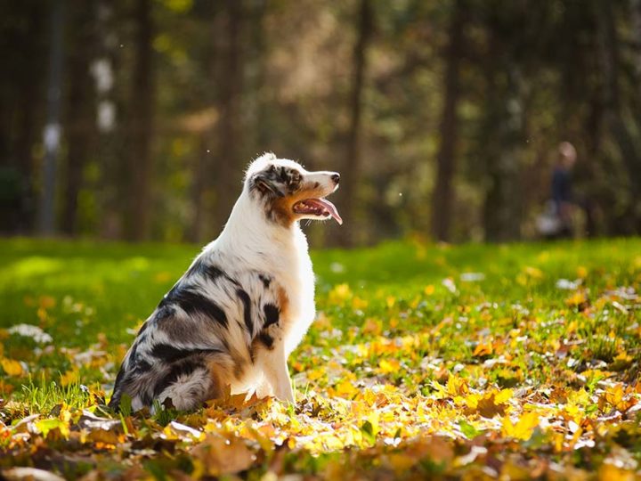 Cosa fare se il cane ha preso le zecche? 