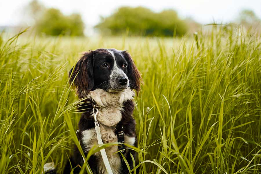 Il cane e il parassita della zecca