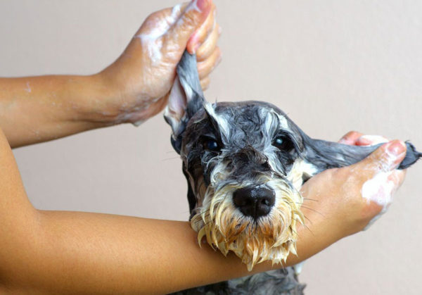 Come lavare il cane in casa