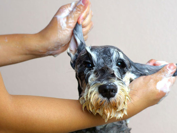 Bellezze al bagno: come lavare il cane in casa