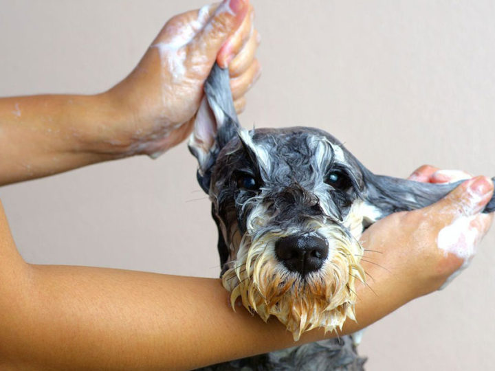 Baño de belleza: cómo lavar al perro en casa