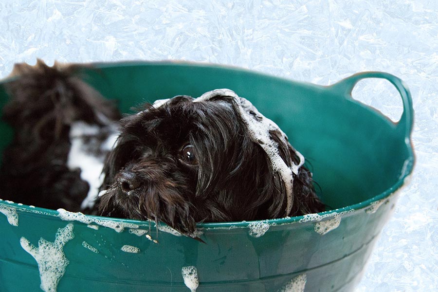 Lavare il cane in casa