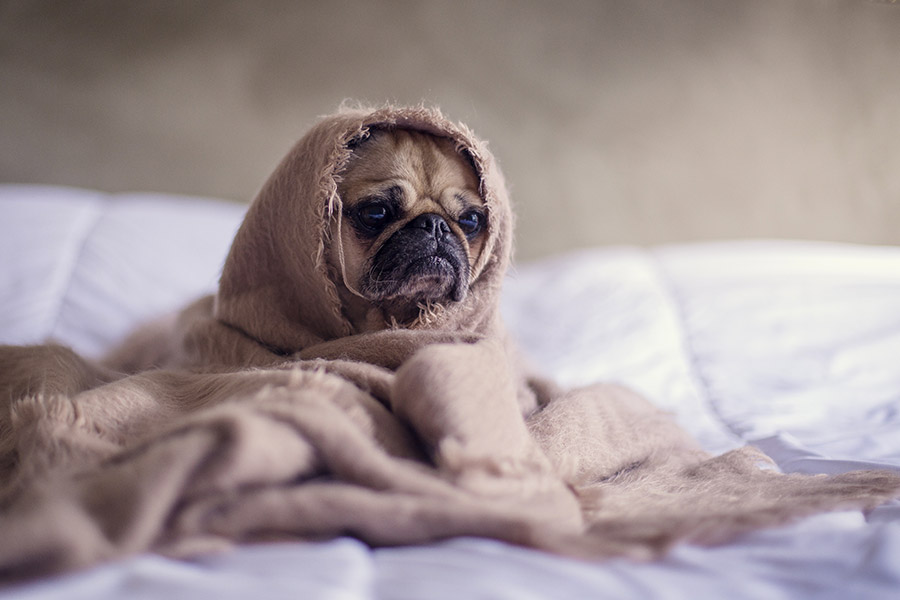 Pulire il cane a casa