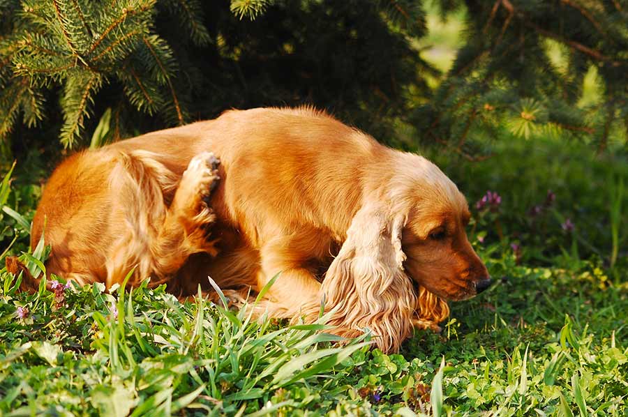 Shampoo antiparassiti per cane