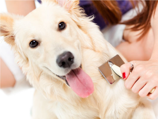 Spazzolamento del cane