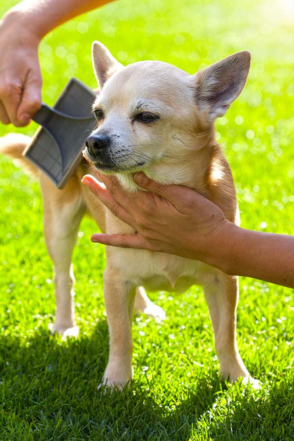 come spazzolare il cane