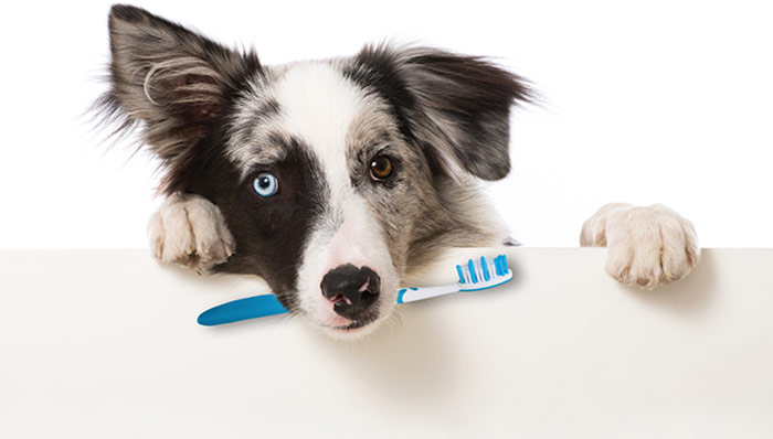 Brosser les dents du chien