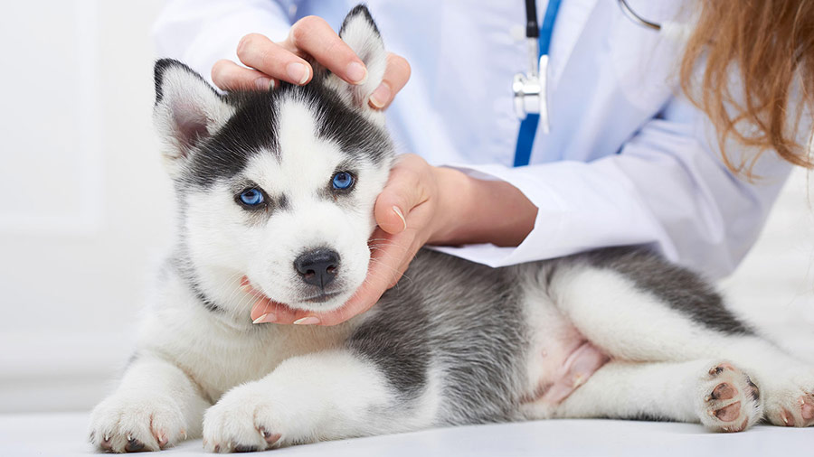 Problemi alle orecchie del cane