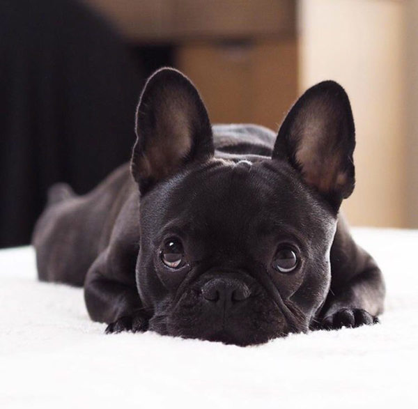 Pulire denti, orecchie e occhi del cane