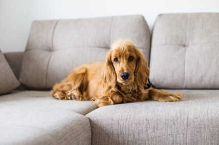 Rastrillo deslanador para perros