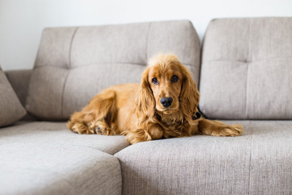 Rastrillo deslanador para perros