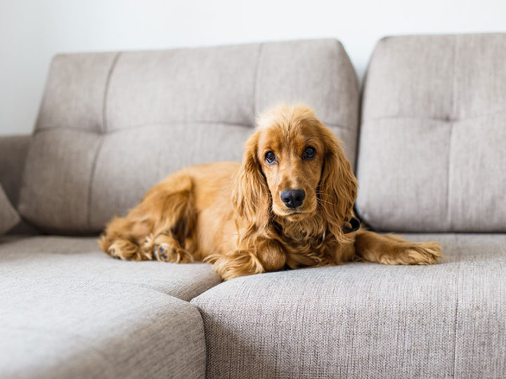 Rastrillo deslanador para perros: qué es y cómo se usa