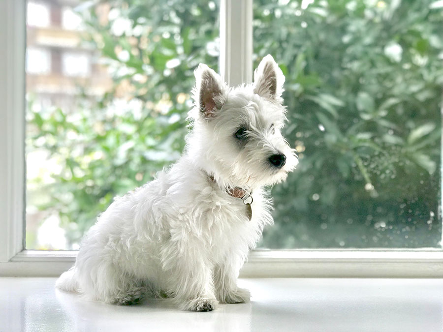 curare il pelo del cane