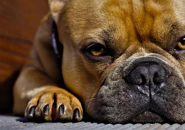 La pedicura: cómo cortar las uñas a perros y gatos