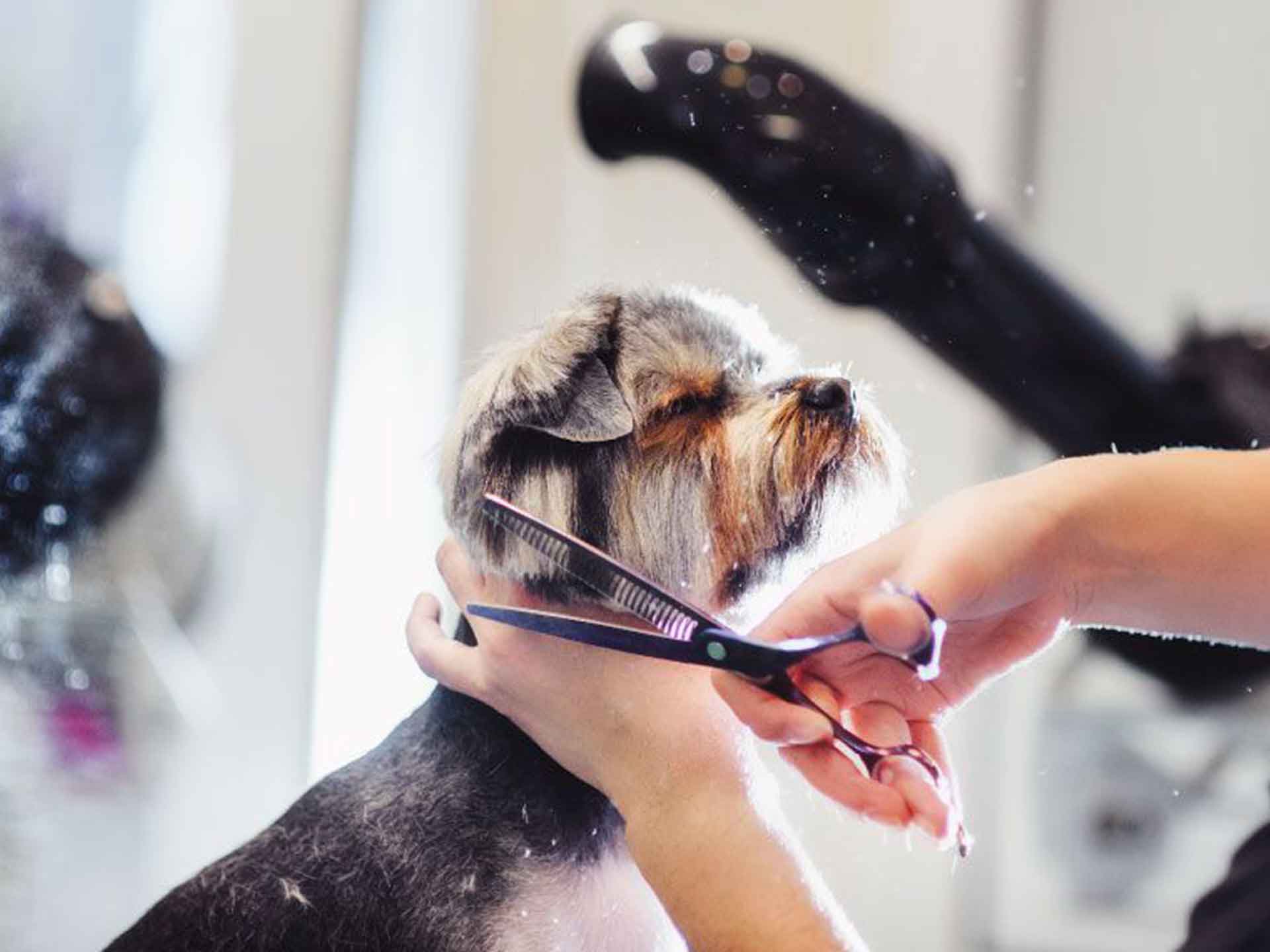 Accademia di Toelettatura Grooming Academy