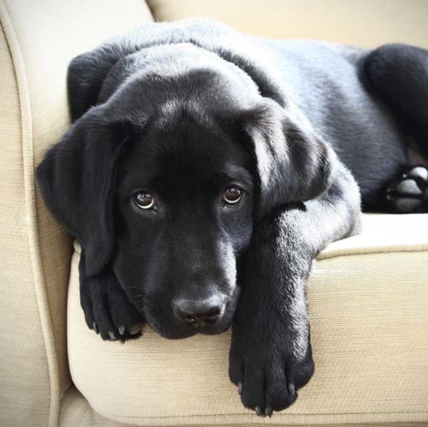 Cómo hacer que el pelaje de un perro brille