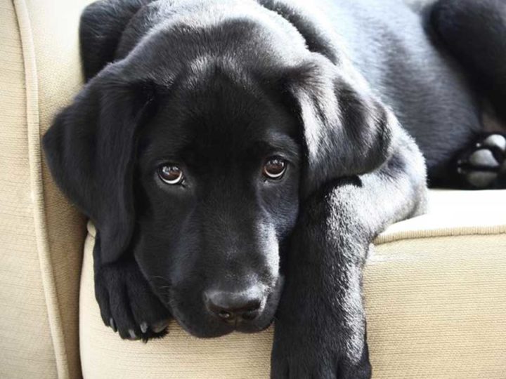 ¡Oh, mira qué brillo!: cómo hacer que el pelo del perro brille