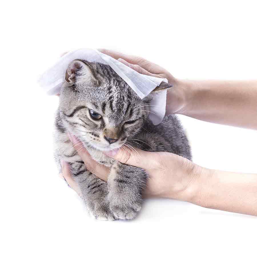 Lo lavo o non lo lavo? Pulire e igienizzare il pelo del gatto senz'acqua - YUUP!