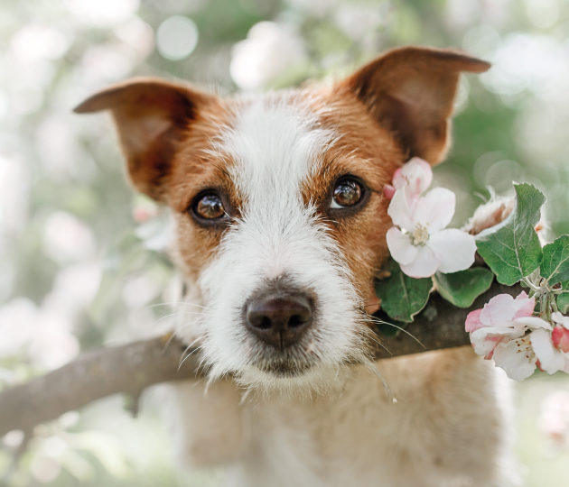 “Aiuto, il mio cane puzza!”: come eliminare l’odore di cane in casa