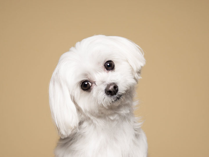 Blanco como la nieve: como blanquear el pelo del Bichón Maltés