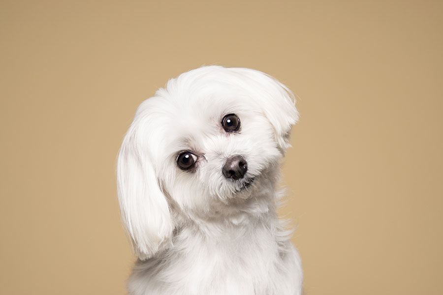 Whiten the coat of the Maltese dog