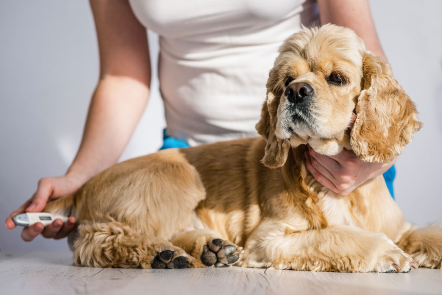 come si misura la temperatura al cane