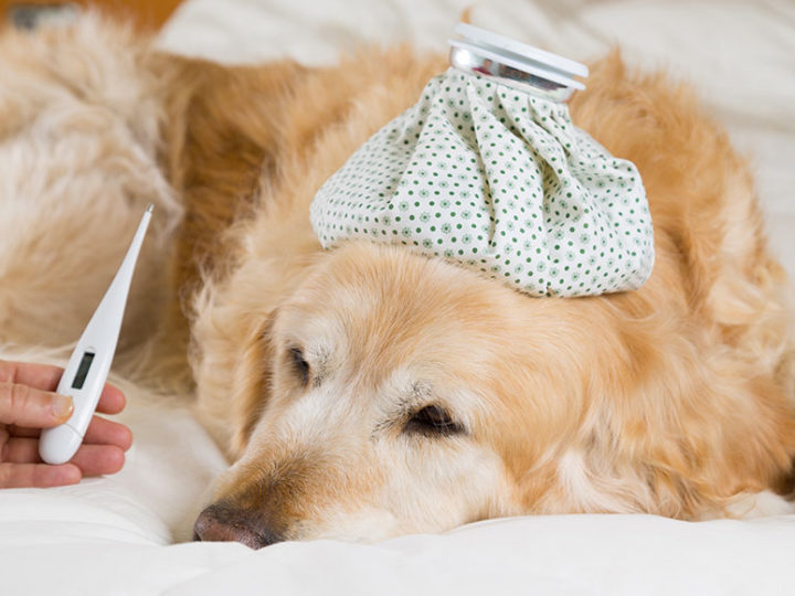 How to take the dog’s temperature and evaluate the values