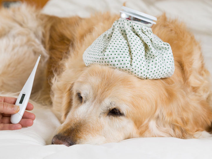 Come misurare la temperatura al cane e valutarne i valori