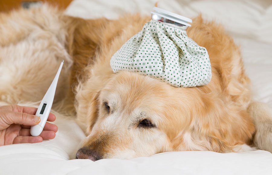 Tomar la temperatura del perro