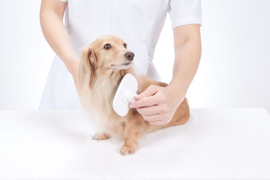 spazzolare il cane a pelo lungo