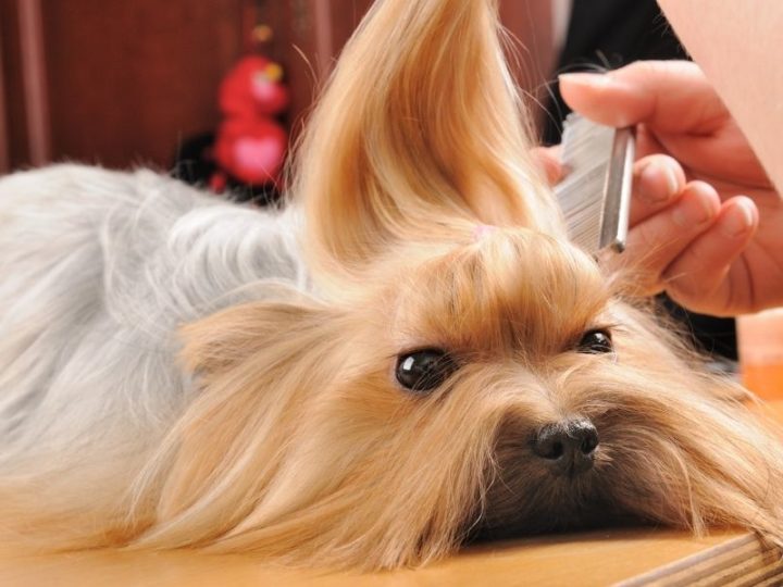 Bello, sano e felice: come trattare il cane a pelo lungo