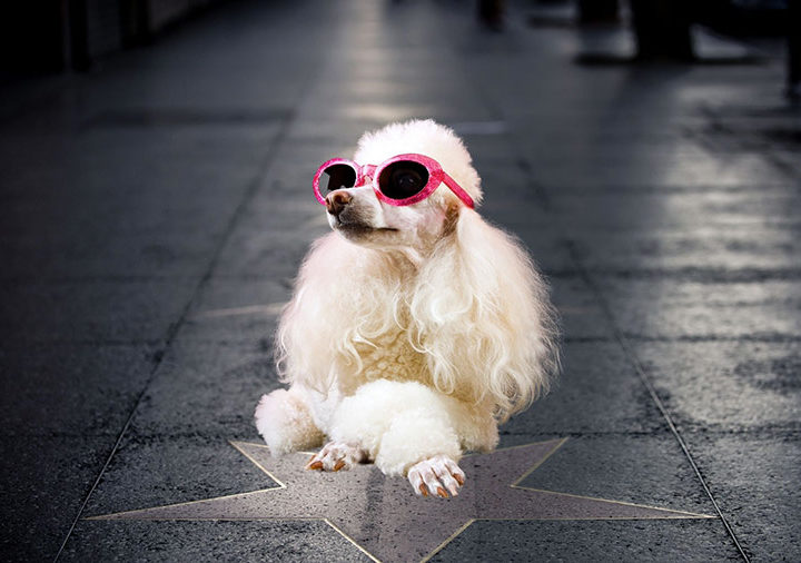 Pet influencer: how to make your pet an Instagram star