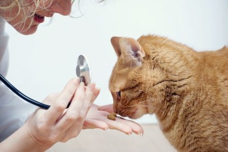 gatto e veterinario