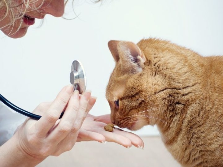 Ansia da veterinario: 5 consigli per il gatto