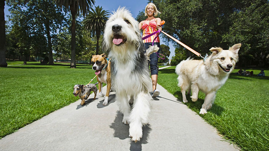 lavorare come dog-walker