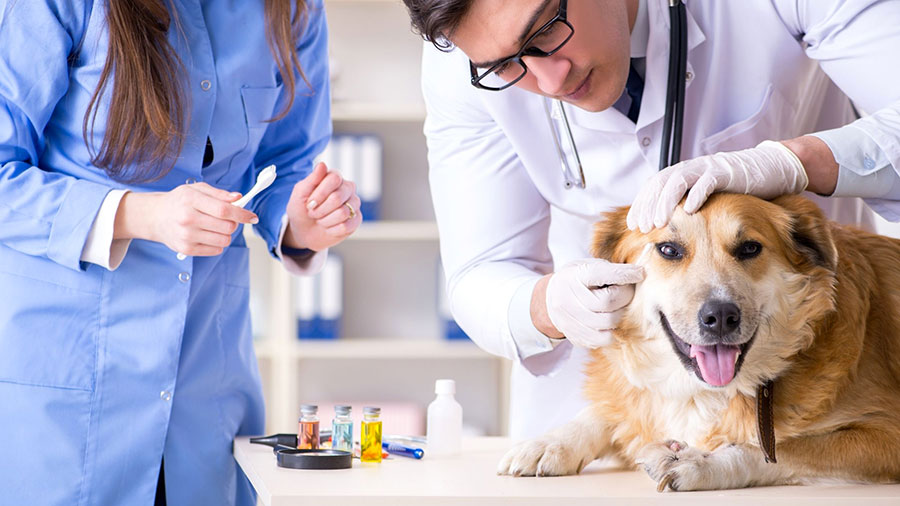 lavorare come veterinario